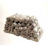 6" California White Sage(25 pk)