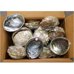 Case of 5-6" Mexico Abalone Shell (50pcs)