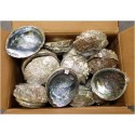 Case of 5-6" Mexico Abalone Shell(50pcs)