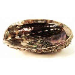 Abalone Shell 5-6"