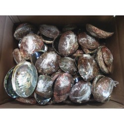 Case of 5-6" Mexico Green Abalone Shell (110pcs)