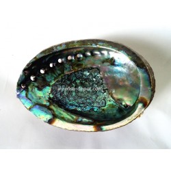 Mexico Green Abalone Shell - 6"
