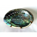 Abalone Shell - 5"