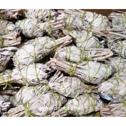 California White Sage 9"