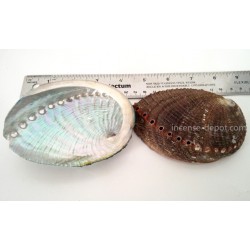 Mexico Green Abalone Shell - 5"