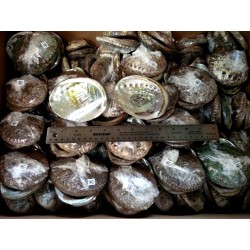 Case of 4-5" Mexico Green Abalone Shell(180pcs)