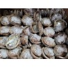 3-4" Mexico Green Abalone Shell(100pcs)