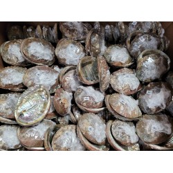 3-4" Mexico Green Abalone Shell (450pcs)