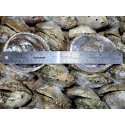 Case of 4-5" Mexico Abalone Shell (180pcs)