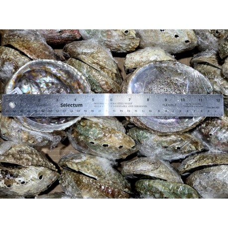 Case of 4-5" Mexico Green Abalone Shell(180pcs)