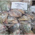 3-4" Mexico Green Abalone Shell(100pcs)