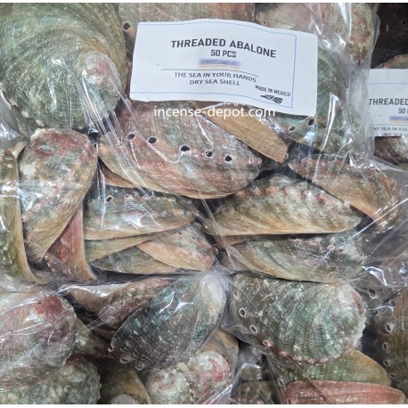 3-4" Mexico Green Abalone Shell (450pcs)